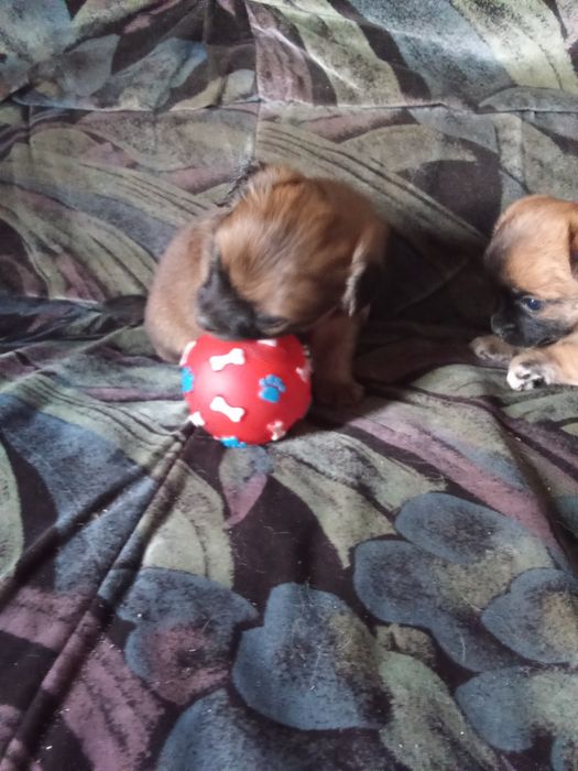 Продаються собачки