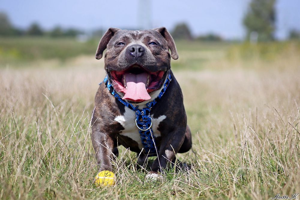 Śliniak w typie american bully szuka domu