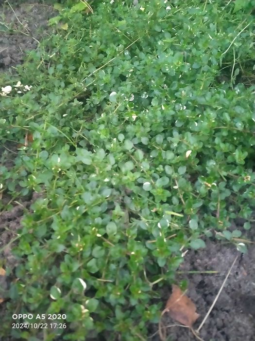 Poziomki maliny zioła