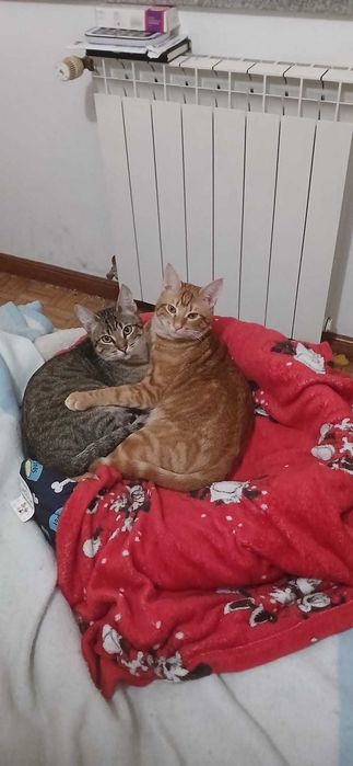 Animais domésticos gatos