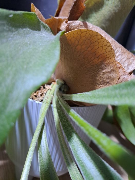 Платицеріум Platycerium