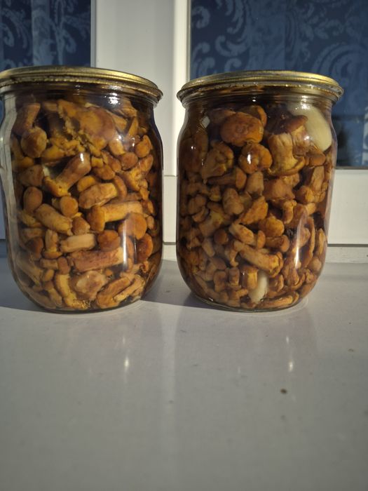 Гриби лисички мариновані