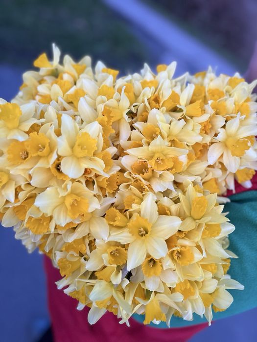 Нарциз жовтий, білий зрізаний