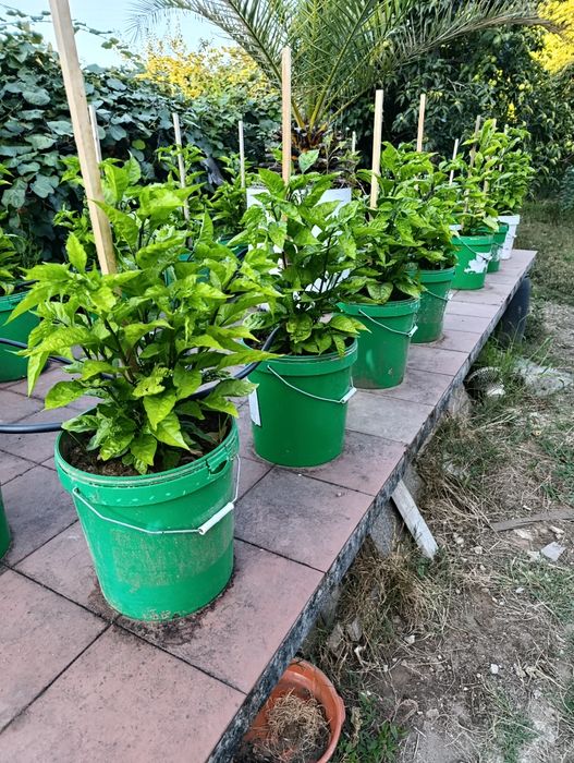 Plantas de Carolina reaper e ghost pepper já transplantadas em balde de 25 litros
