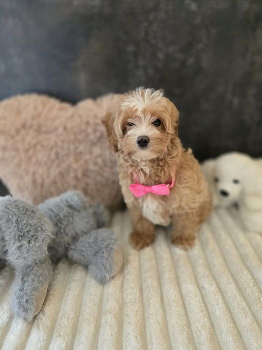 Maltipoo f1b sunia