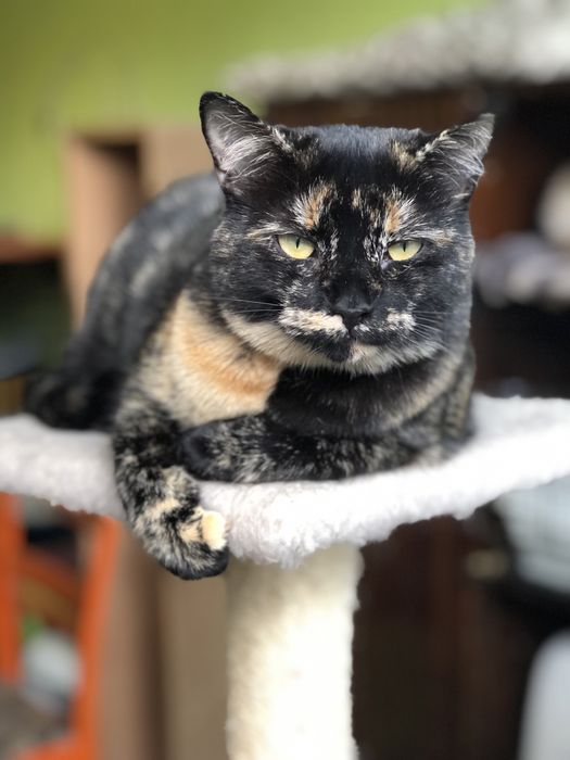 Кошечка Пепси 1 год черепашковый окрас