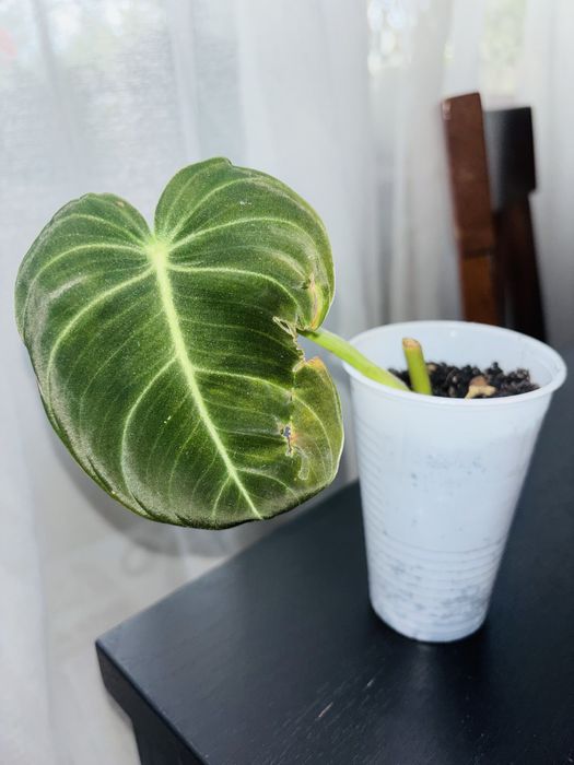 Filodendron gloriosum
