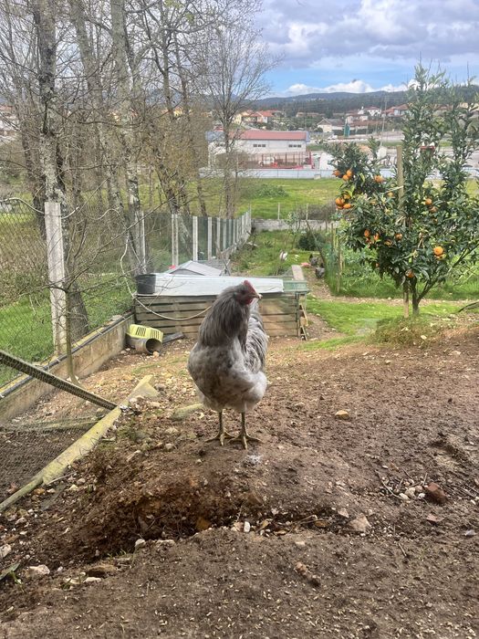 Ovos e pintos de Galinha Australorp Azul