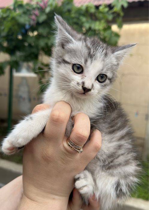 Кошенята .. Віддамо в люблячі руки