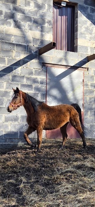 Sprzedam klacz 8-letnią