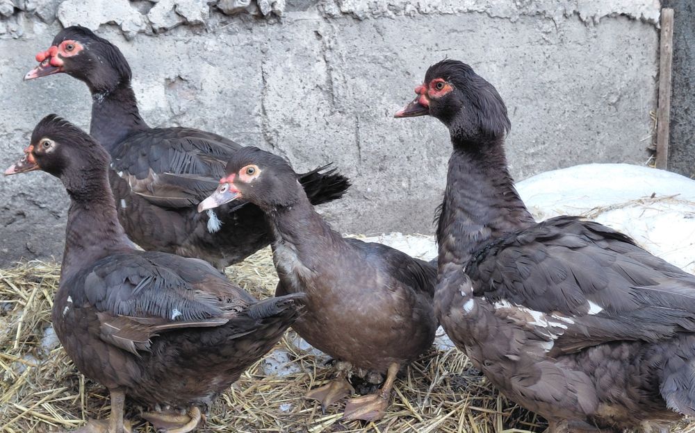 Червона індокачка