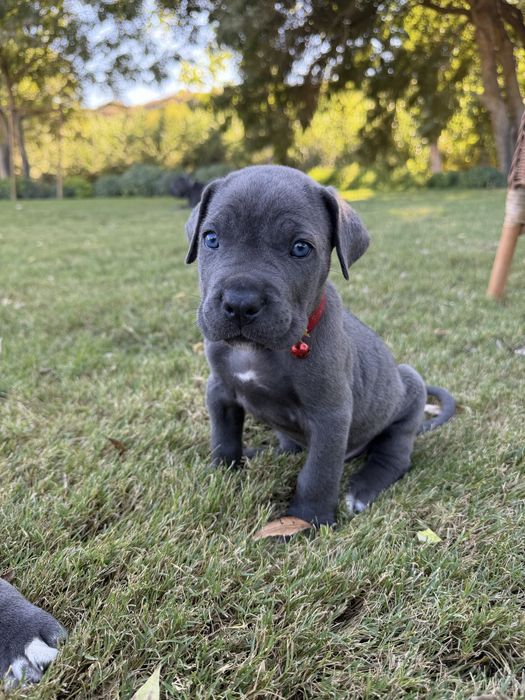 Cane Corso Italiano - Macho Cinzento