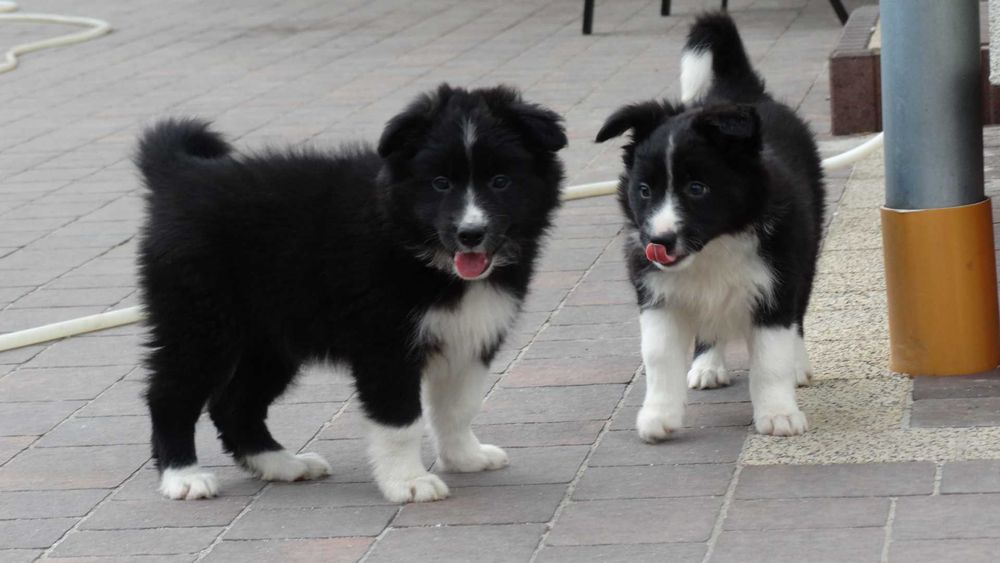 Border collie śliczna czarno biała suczka
