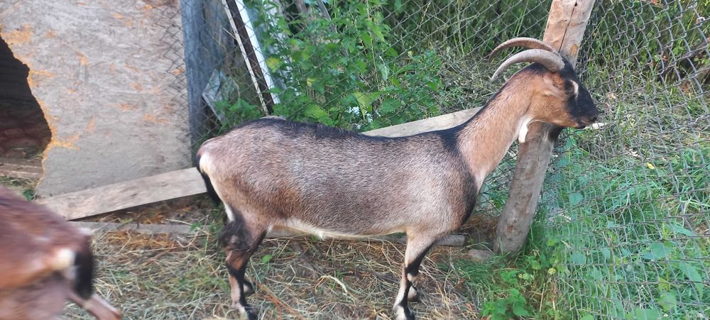 Коза нубійська 50%