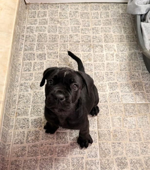 Cane Corso fêmea preta