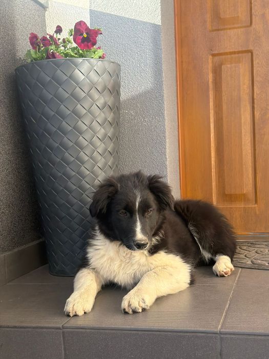 Border collie suczka
