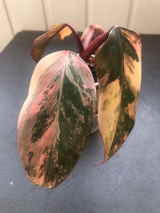 Філодендрон Ред Емеральд