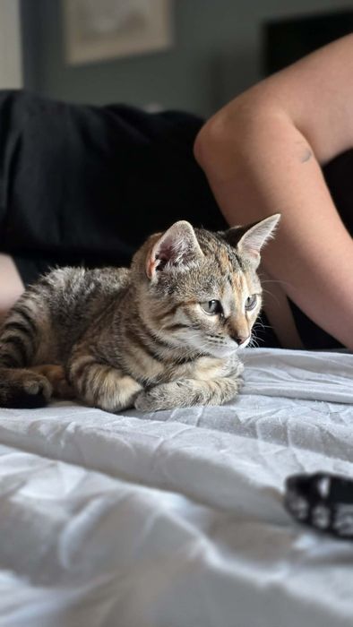 Gatinha bebé para adoção
