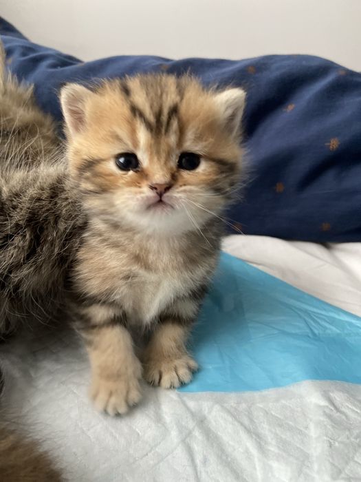 Kotka brytyjska legalna hodowla