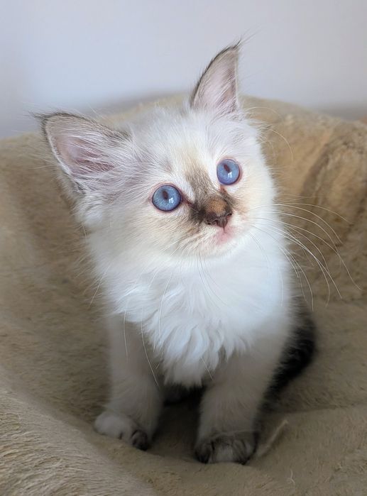Gatinha Sagrado da Birmânia blue tabby