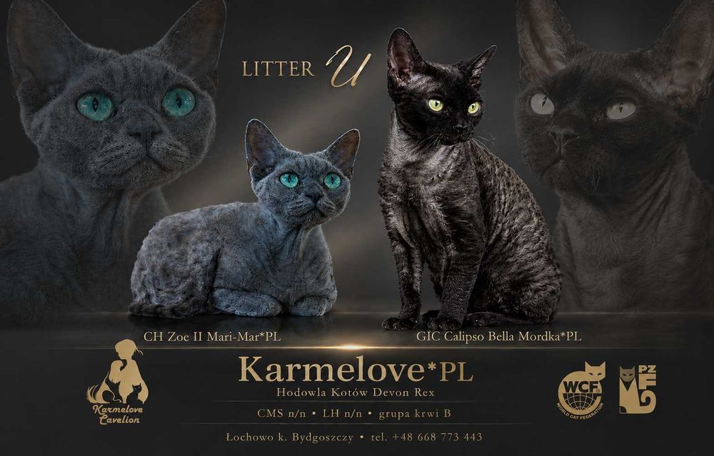 devon rex rodowód PZF