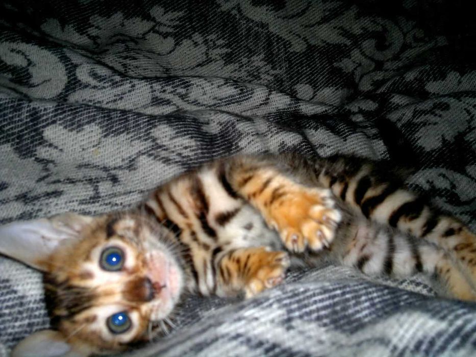 Шикарна бенгальська манюшечка з документами