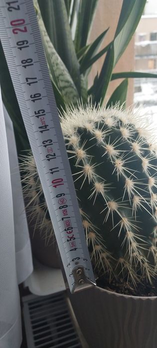 Duzy kaktus, okrągły