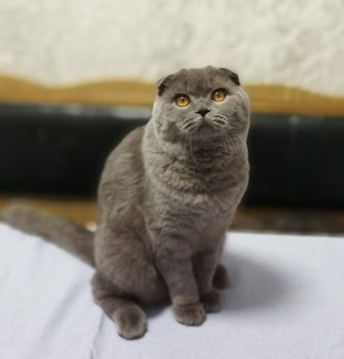 Шотландський фолд.