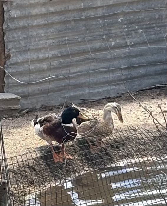 Pato ornamental macho 1 ano
