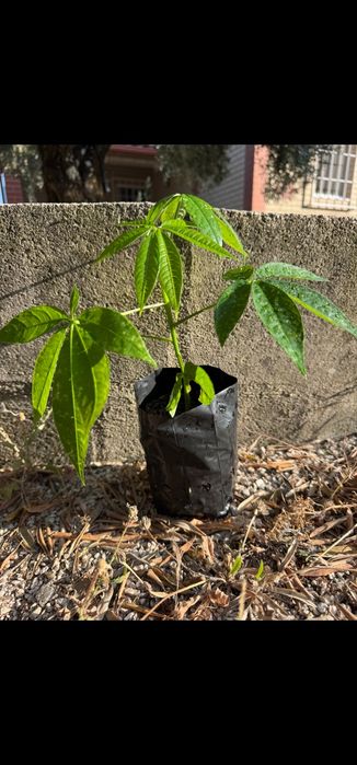 Planta Ceiba speciosa venda