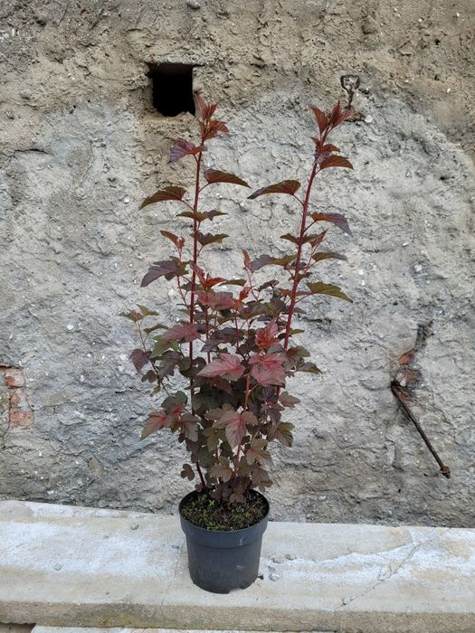 Tuja szmaragd 110cm! Promocja!!!