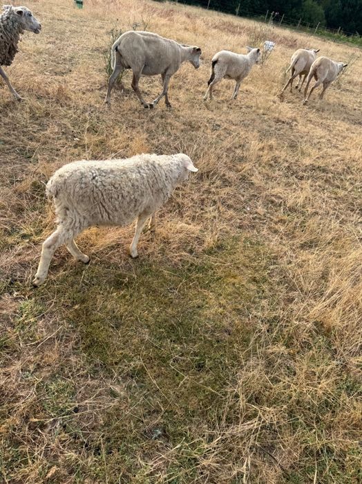 Borrego Inra 401 Romeno