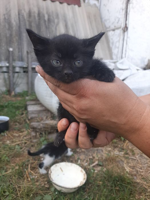 Котики безкоштовно