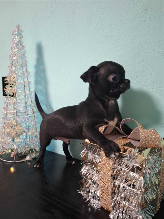 Szczeniak chihuahua klasy wystawowej gotowy do odbioru czarny Zorro.