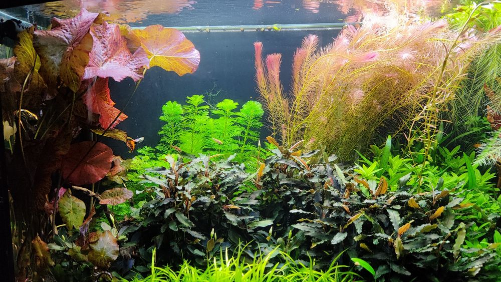 Rotala Wallichii - roślina akwariowa z przycinki