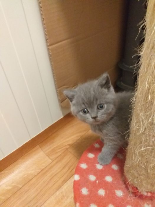 Scottish straight gatinho
