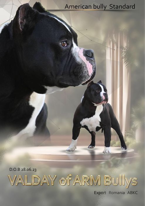 Сука буллі з перспективою шоу!