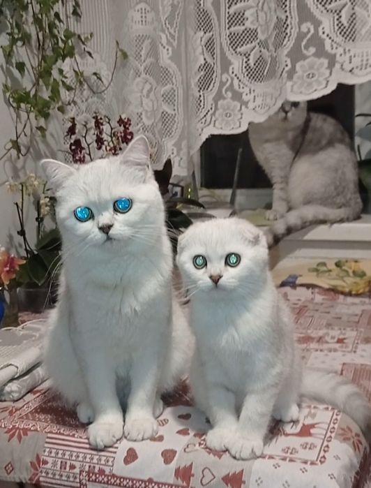 Кошеня фолд дівчинка срібна шиншила