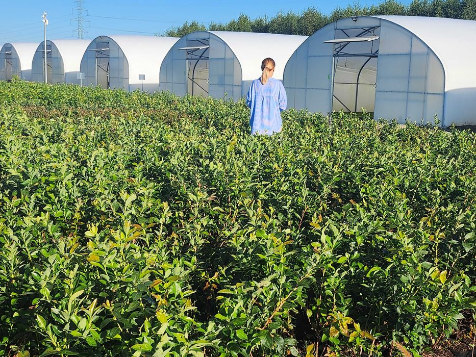 Borówka amerykańska 3 letnia, doniczka 2l