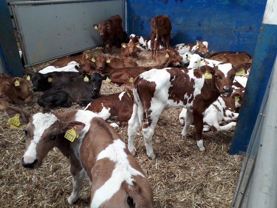 Cielaki Byczki, Jałówki Mięsne, mix ras Cielęta dowóz, raty