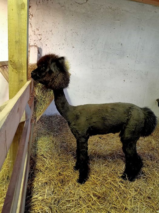 LIKWIDACJA stada - Alpaka samica 4 lata