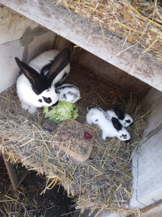Króliki,  samica+4 młode. Srokacze Niemieckie