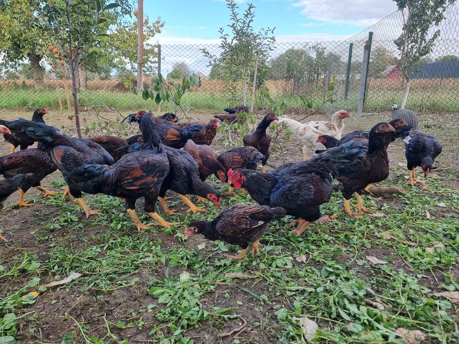 Кури Корніш Індійський