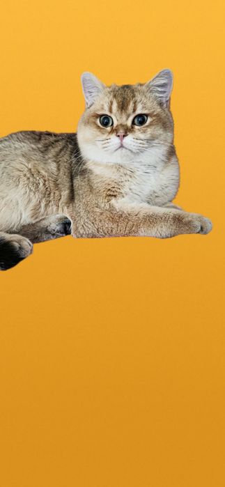 Котик приглашает на вязку.