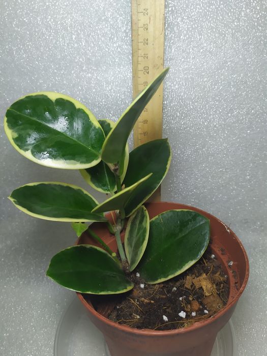 Шефлера Жанин Janine, антуріум, хойя