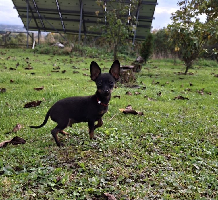 Lola  ratlerek miniaturka