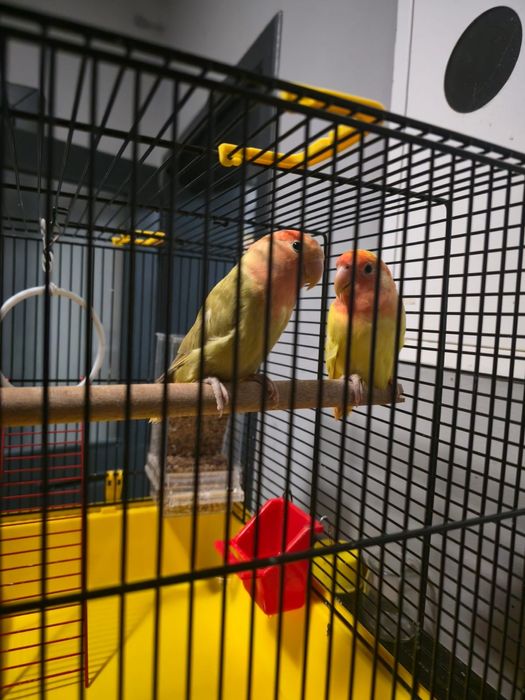 Młode nierozłączki