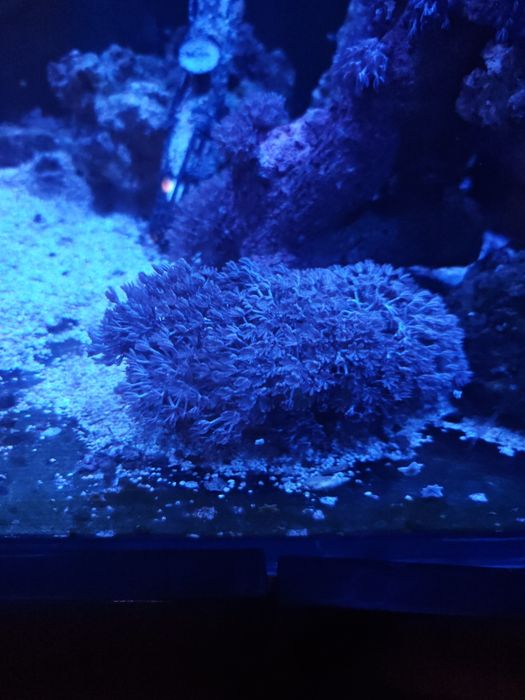 Frags bem grandes de xenyas