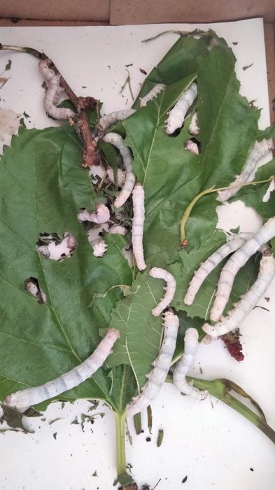 Vendo bichos da seda