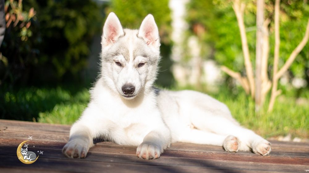 Szczenie Siberian Husky z rodowodem